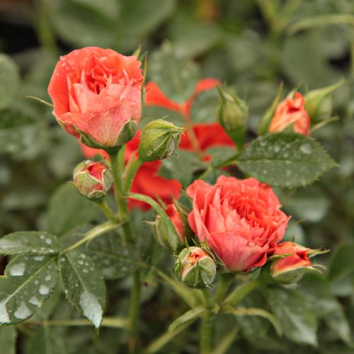 Vendita, rose, online Rosa Miami™ - arancione - miniatura, lillipuziane - rosa dal profumo discreto - Michel Adam - ,-